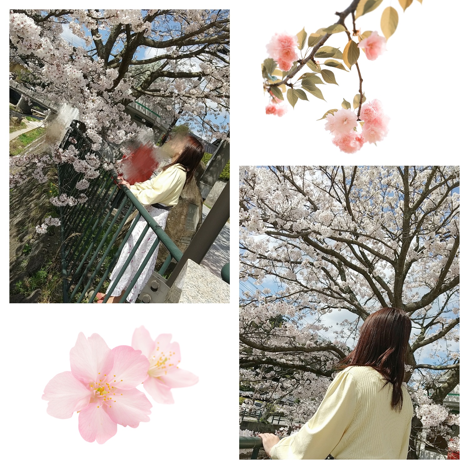 桜の木の下で…♡