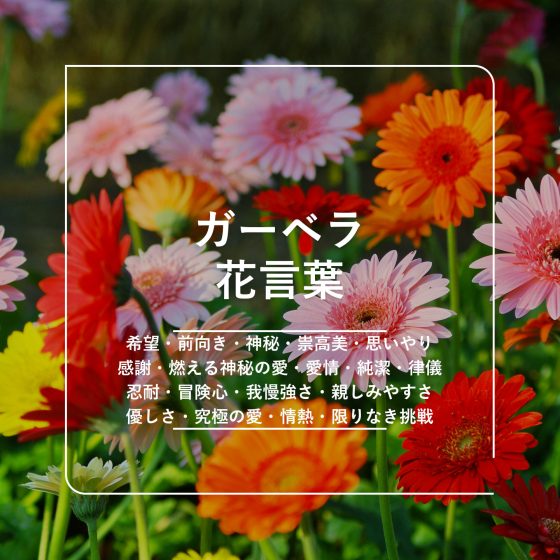 松嶋かえで